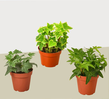 Three English Ivy Plants in 4 Inch Pot Live Plant