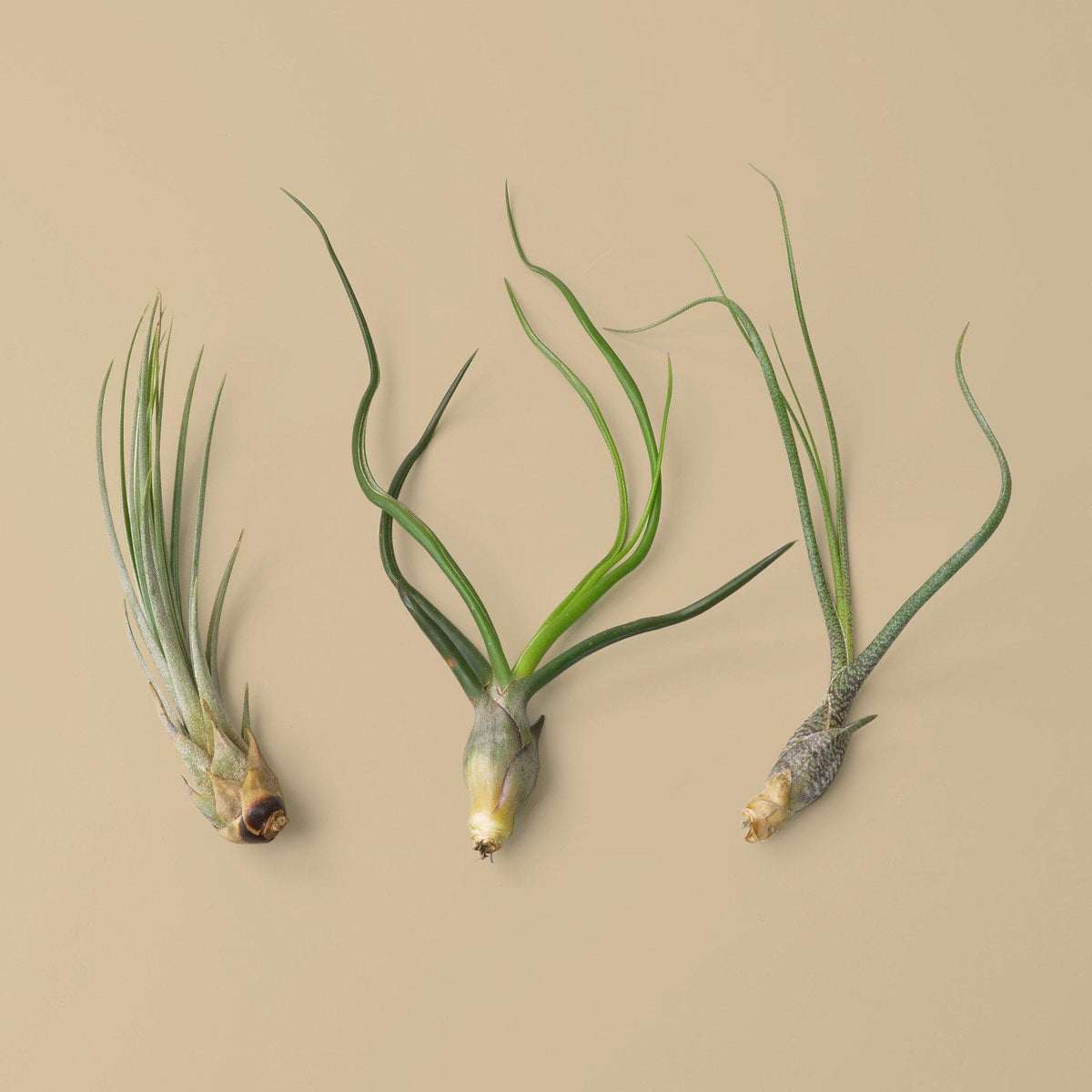 Three large Tillandsia air plants with curling green leaves and bulbous bases on tan background on Tampa Home & Garden Store