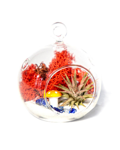 4" Air Plant Terrarium Kit | Glass Globe - Tampa soil911.com