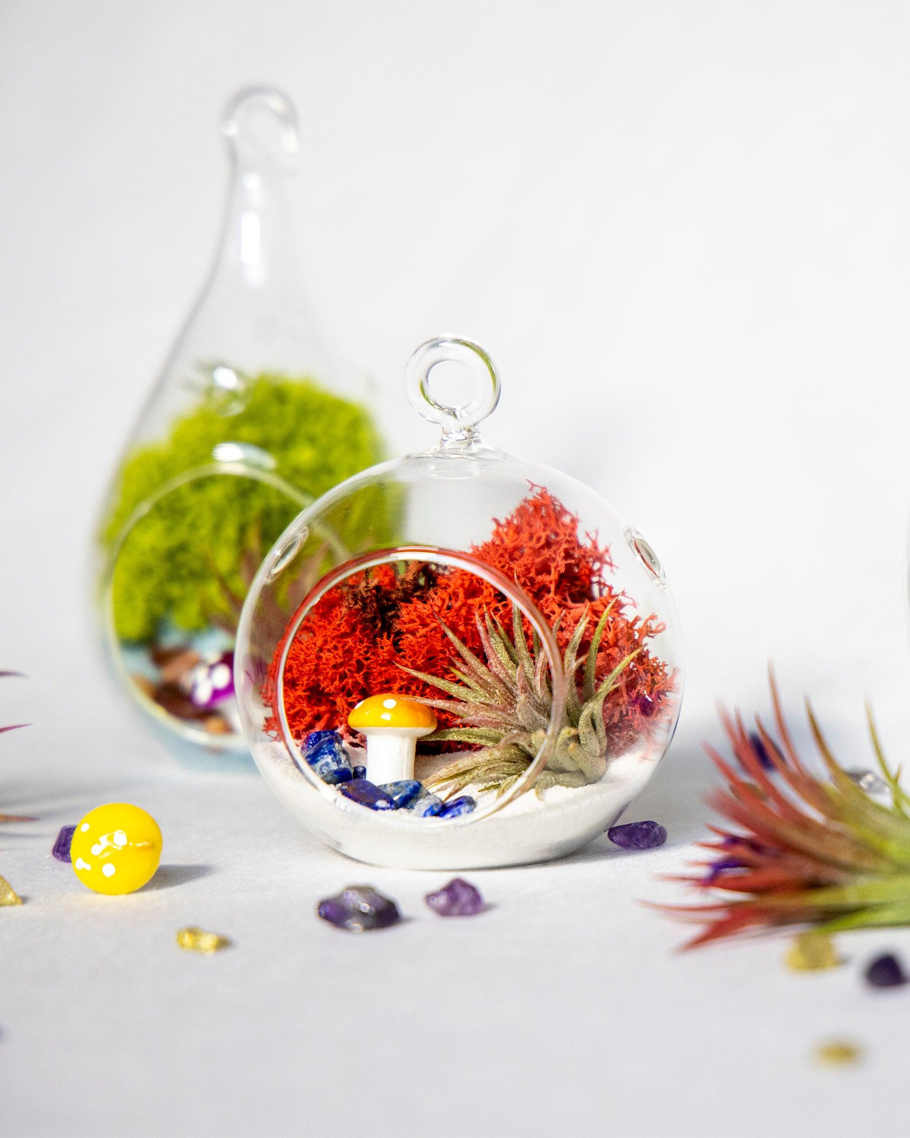 4" Air Plant Terrarium Kit | Glass Globe - Tampa soil911.com