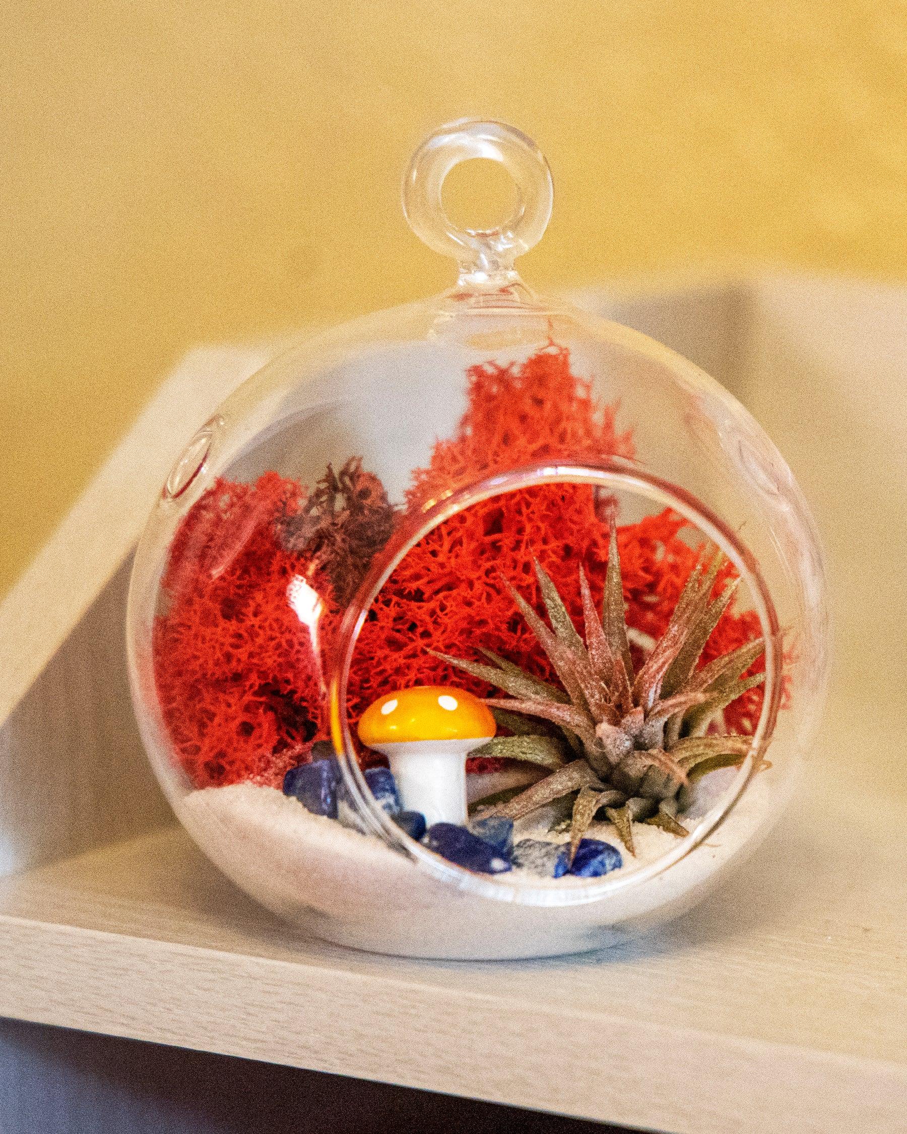 4" Air Plant Terrarium Kit | Glass Globe - Tampa soil911.com