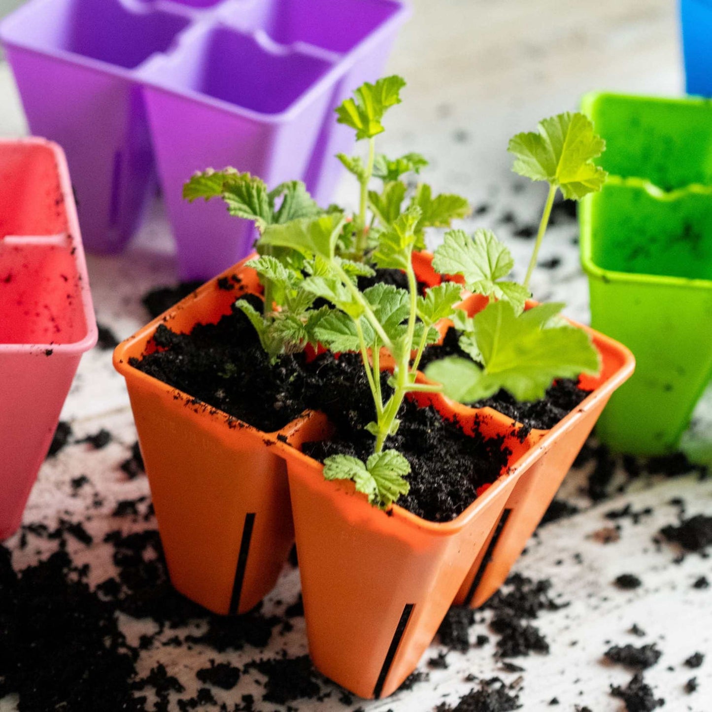 4 Cell Seed Tray Cell Plug Tray - Tampa Home & Garden Store
