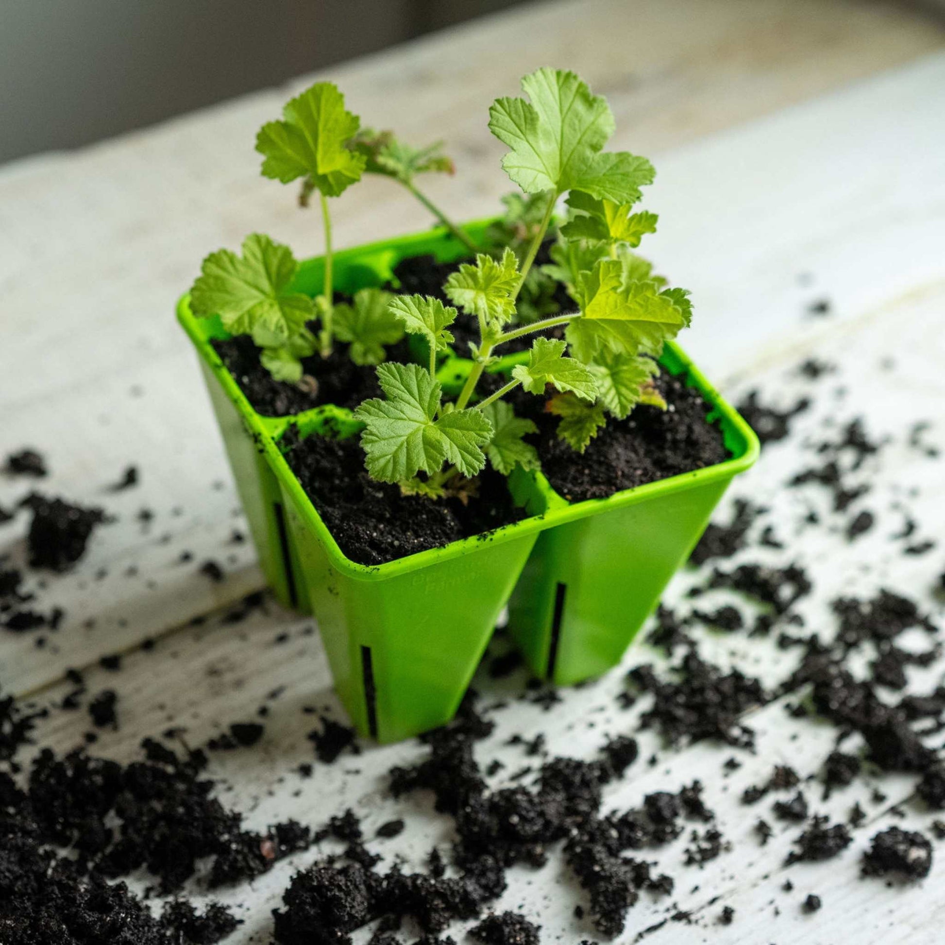 4 Cell Seed Tray Cell Plug Tray - Tampa Home & Garden Store