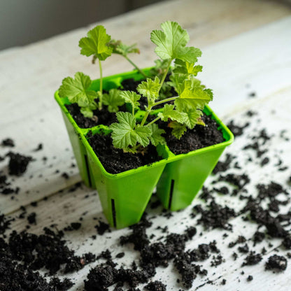 4 Cell Seed Tray Cell Plug Tray - Tampa Home & Garden Store