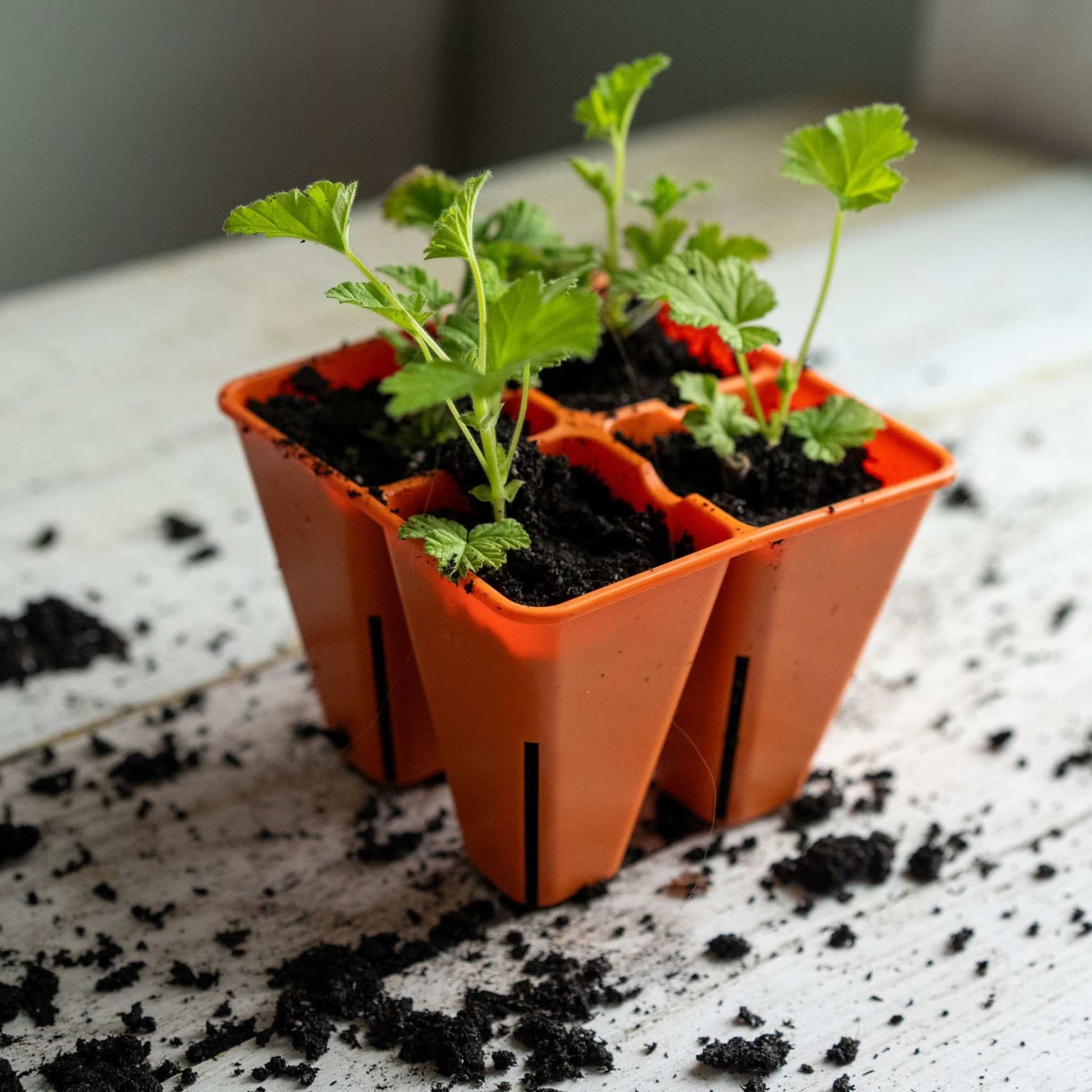 4 Cell Seed Tray Cell Plug Tray - Tampa Home & Garden Store