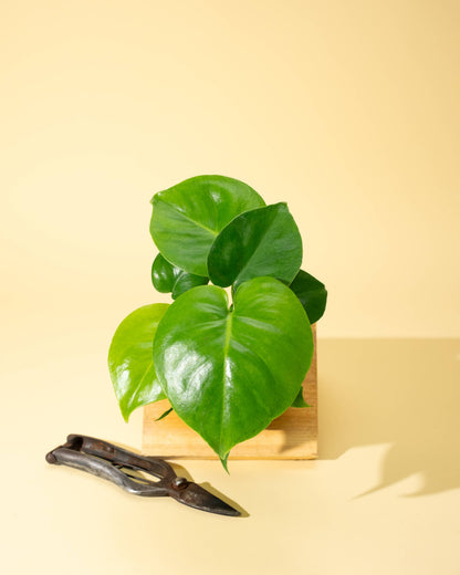 4" Monstera 'Deliciosa' - Tampa Home & Garden Store