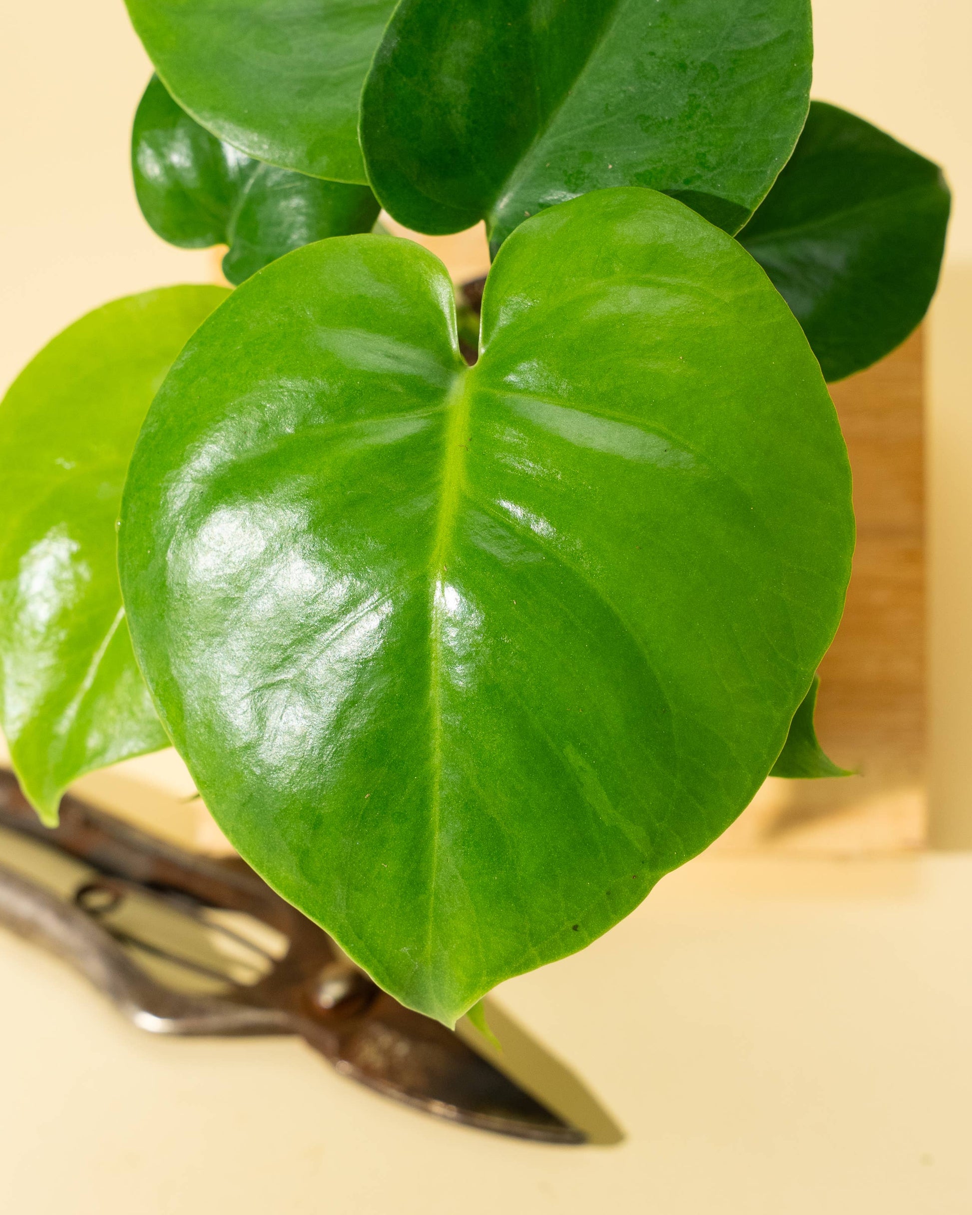4" Monstera 'Deliciosa' - Tampa Home & Garden Store