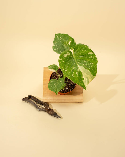 4" Monstera 'Thai Constellation' - Tampa Home & Garden Store