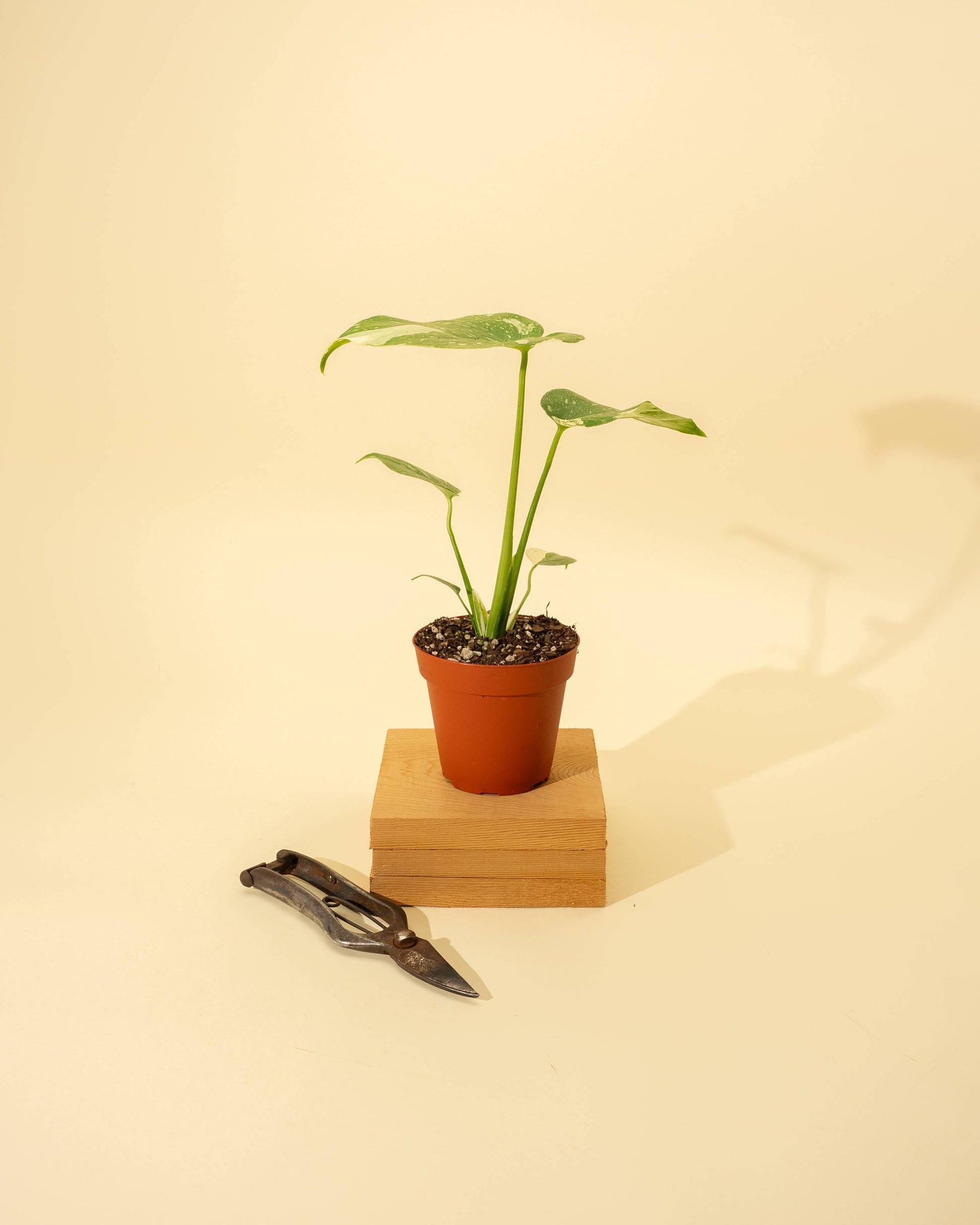 4" Monstera 'Thai Constellation' - Tampa Home & Garden Store