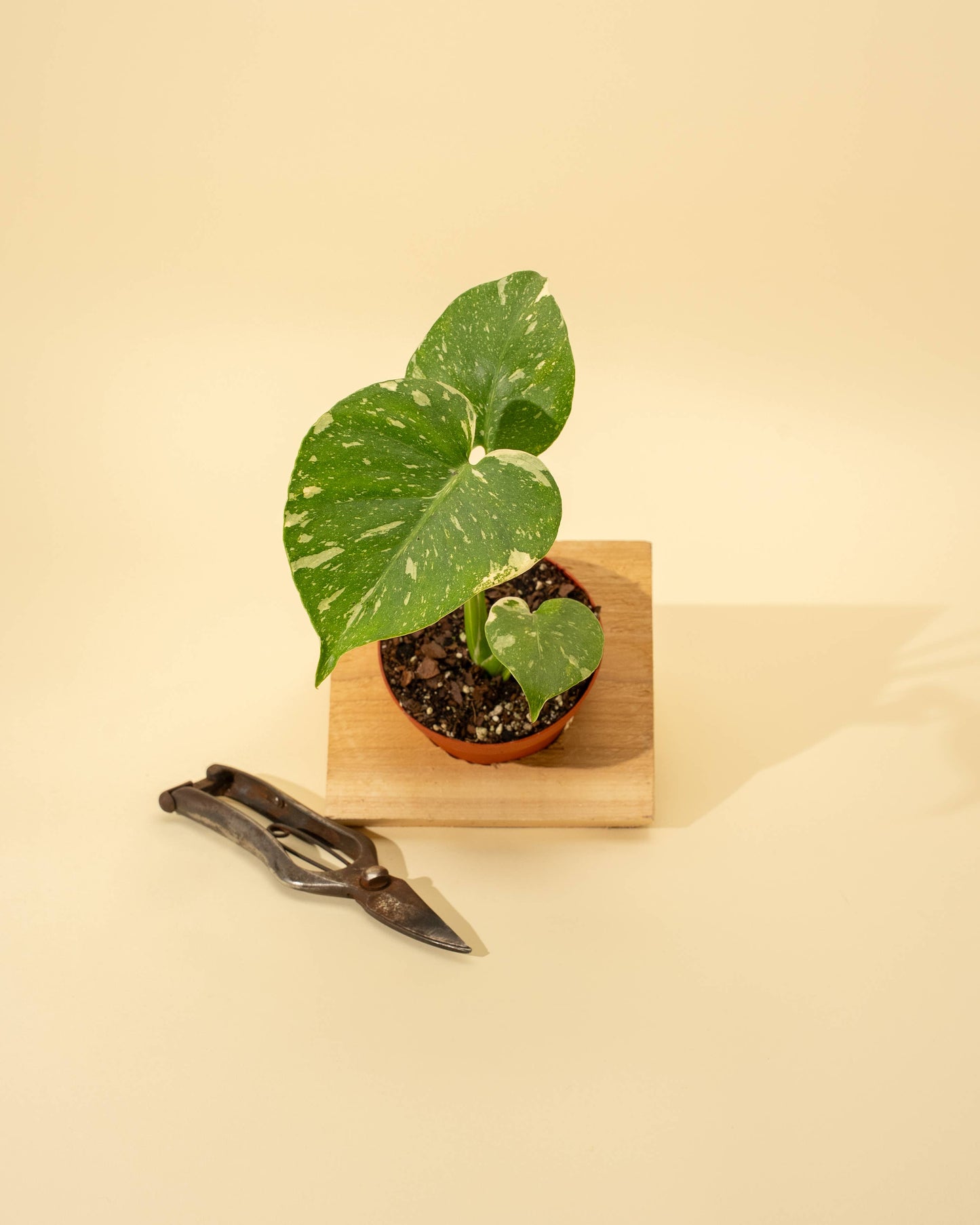 4" Monstera 'Thai Constellation' - Tampa Home & Garden Store