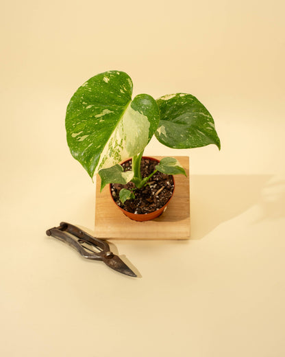 4" Monstera 'Thai Constellation' - Tampa Home & Garden Store