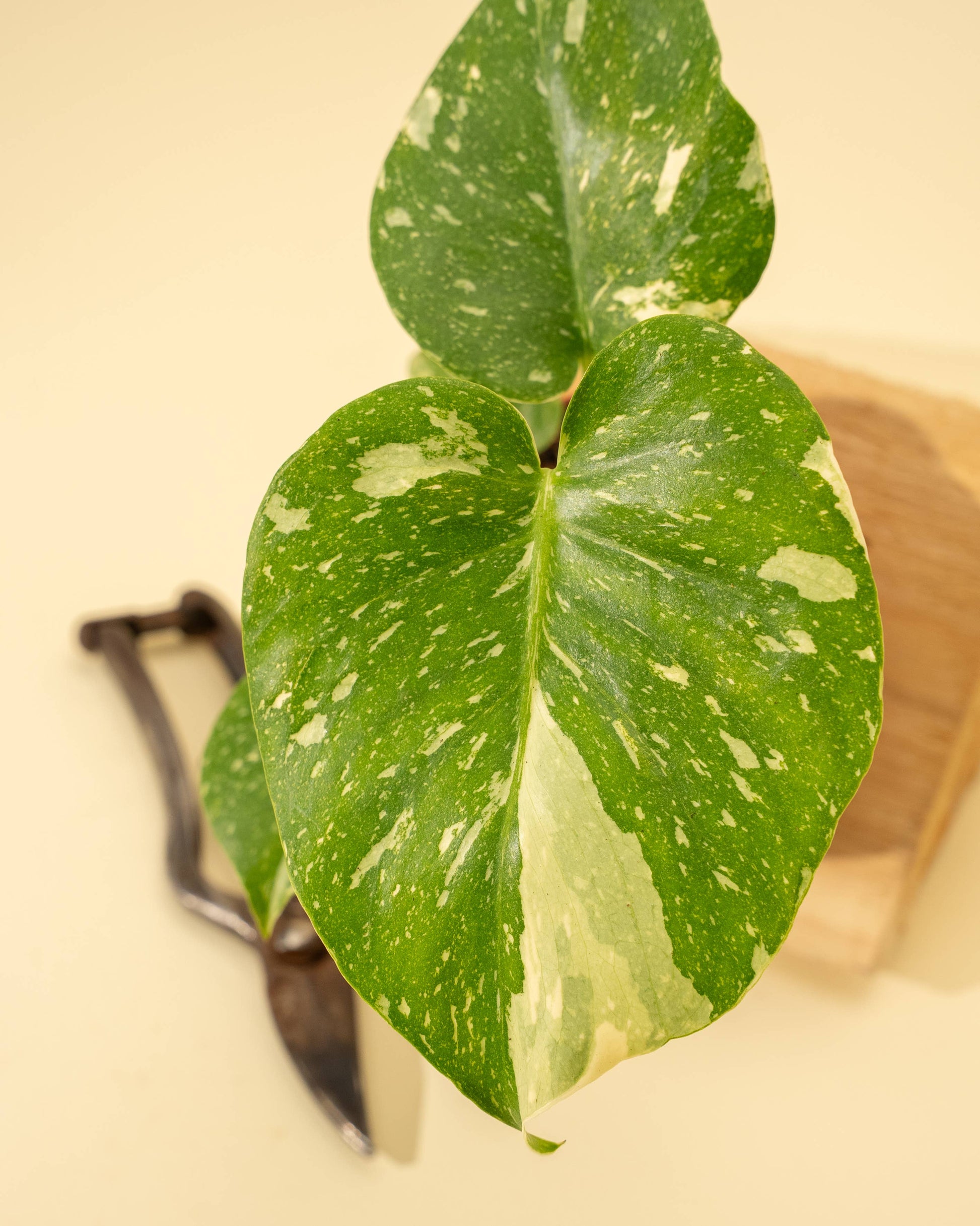 4" Monstera 'Thai Constellation' - Tampa Home & Garden Store