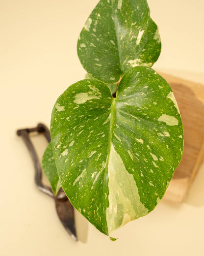 4" Monstera 'Thai Constellation' - Tampa Home & Garden Store