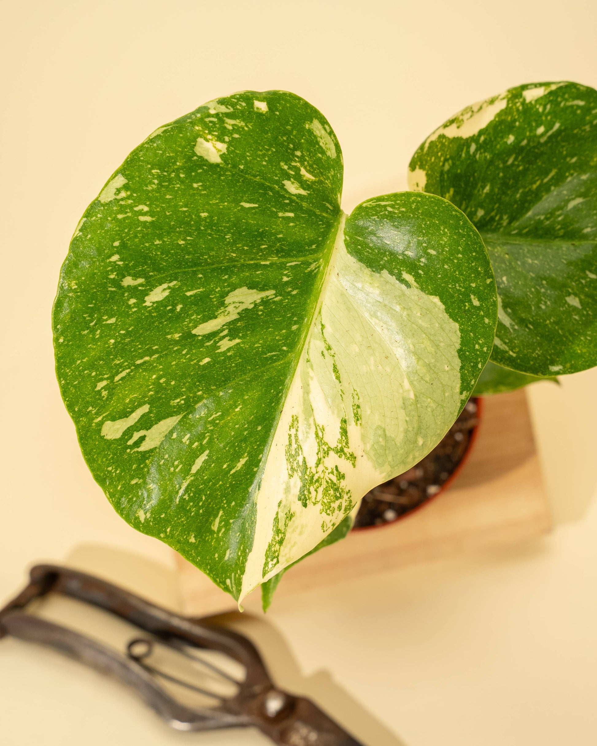 4" Monstera 'Thai Constellation' - Tampa Home & Garden Store