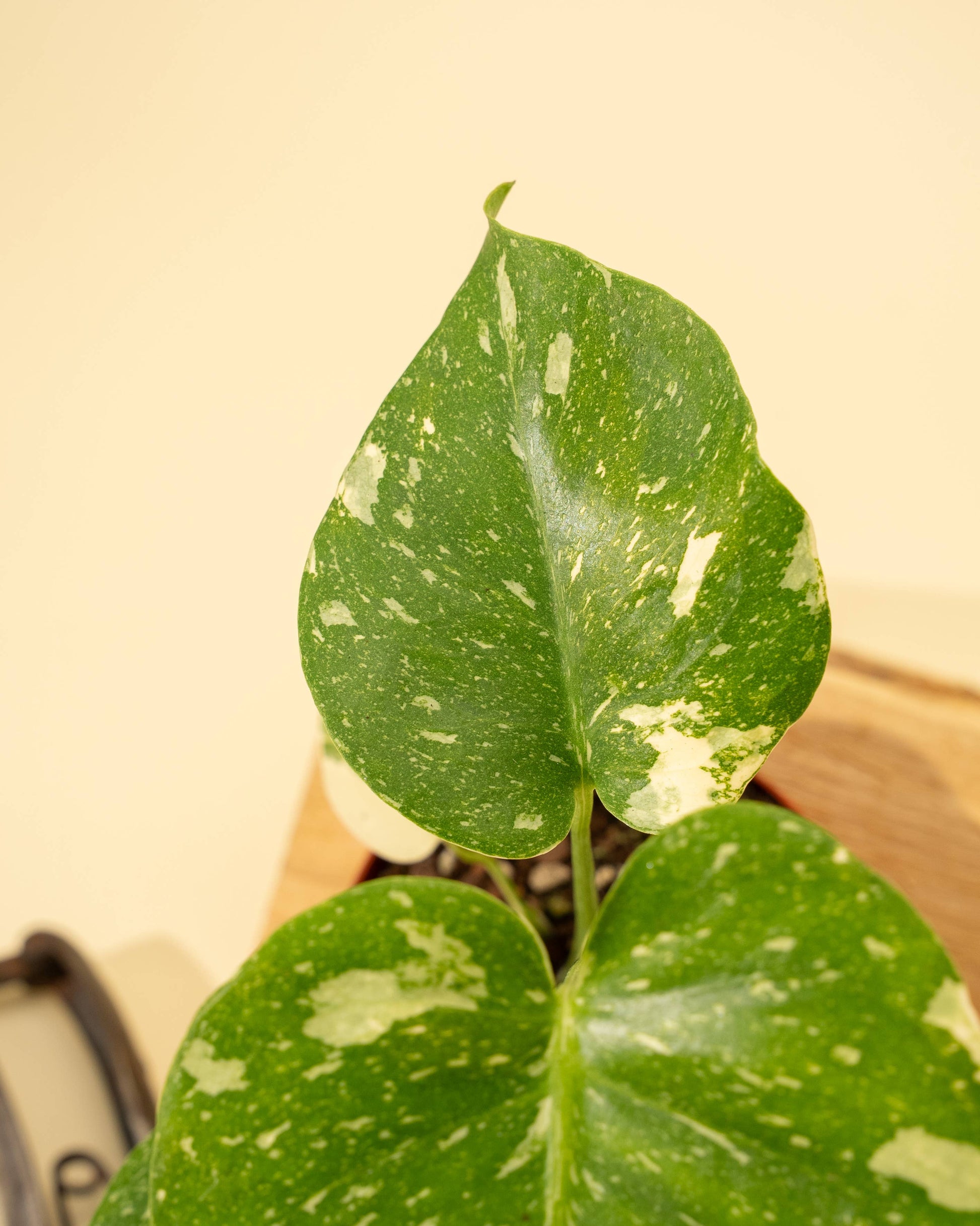 4" Monstera 'Thai Constellation' - Tampa Home & Garden Store
