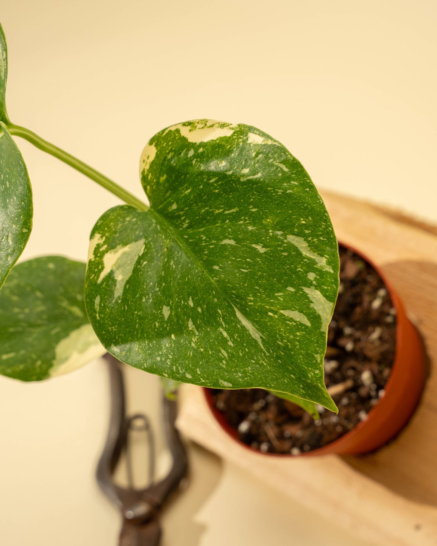 4" Monstera 'Thai Constellation' - Tampa Home & Garden Store