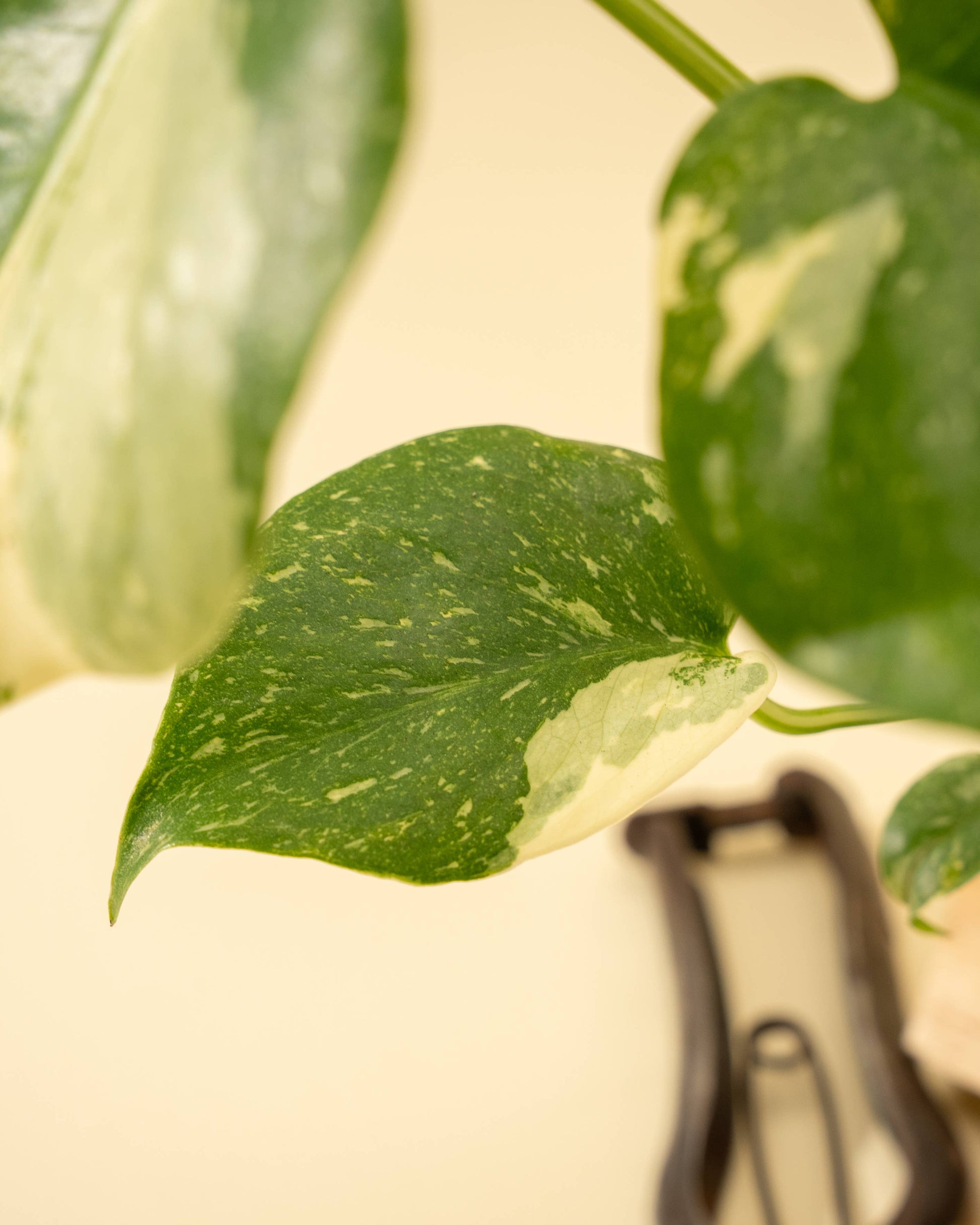 4" Monstera 'Thai Constellation' - Tampa Home & Garden Store