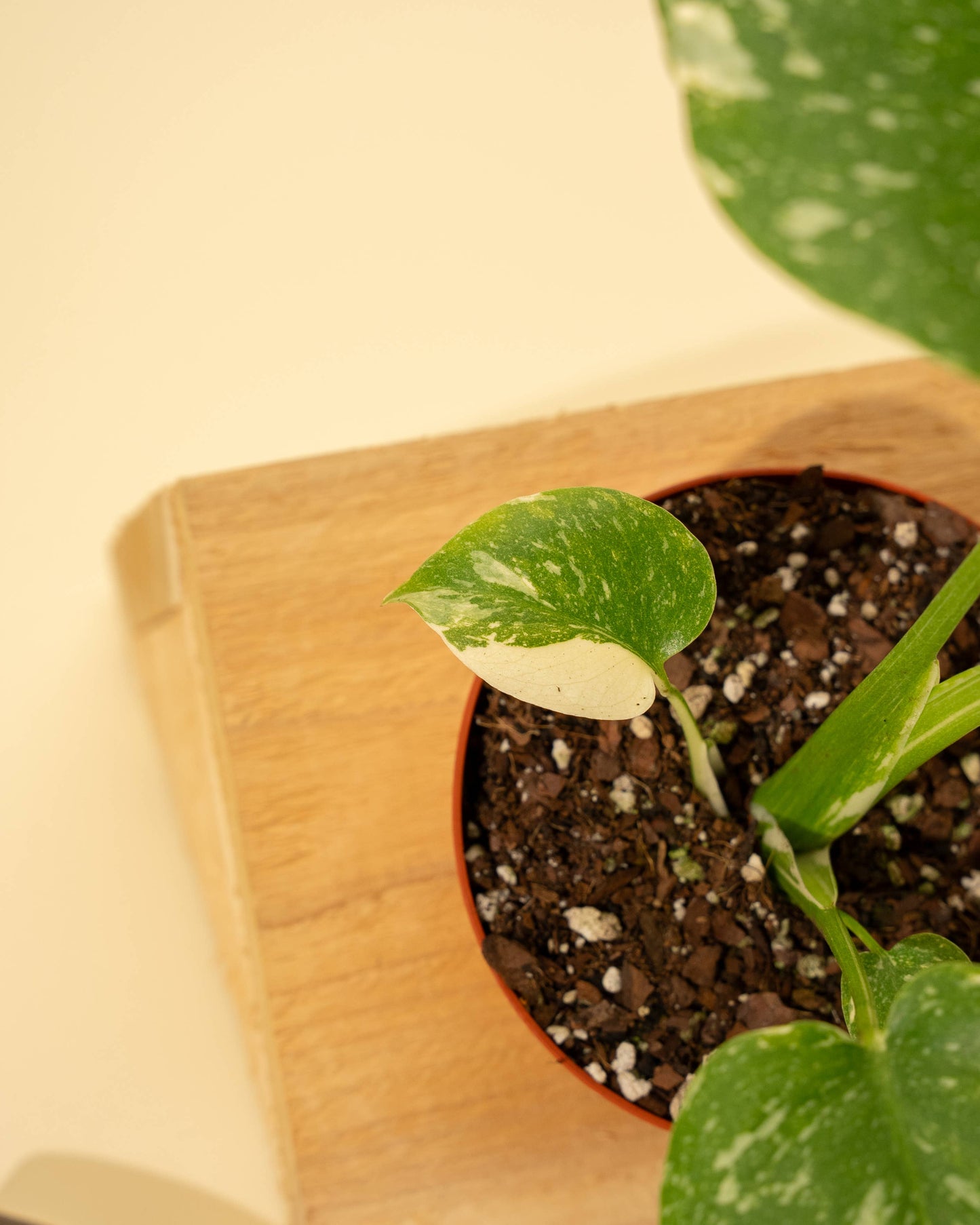 4" Monstera 'Thai Constellation' - Tampa Home & Garden Store