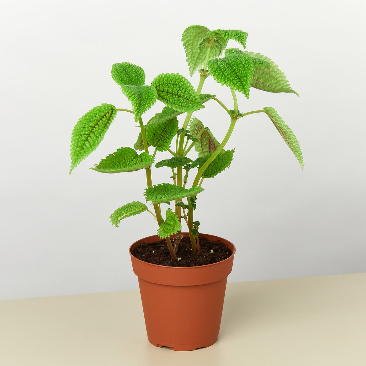 Pilea Moon Valley plant with green textured leaves in terracotta pot House Plant Shop on Tampa Home & Garden Store