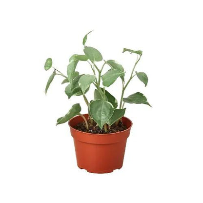 Peperomia Cupid Heartleaf Plant for Indoor Decor