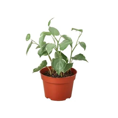 Peperomia Cupid plant pot with green leaves House Plant Shop on Tampa Home & Garden Store