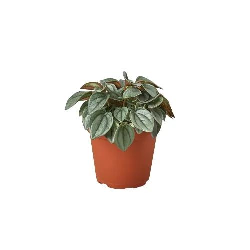 Peperomia Napoli Nights in 4-inch terracotta pot with green leaves and silver variegation on Tampa Home & Garden Store