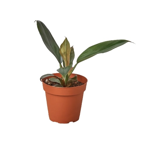 Philodendron Black Cardinal 4-inch pot plant with dark green leaves Rooted Treasures Farms on Tampa Home & Garden Store
