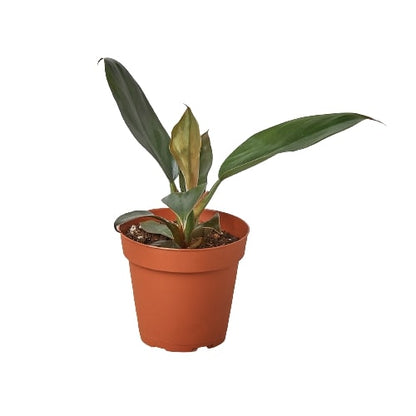 Philodendron Black Cardinal 4-inch pot plant with dark green leaves Rooted Treasures Farms on Tampa Home & Garden Store