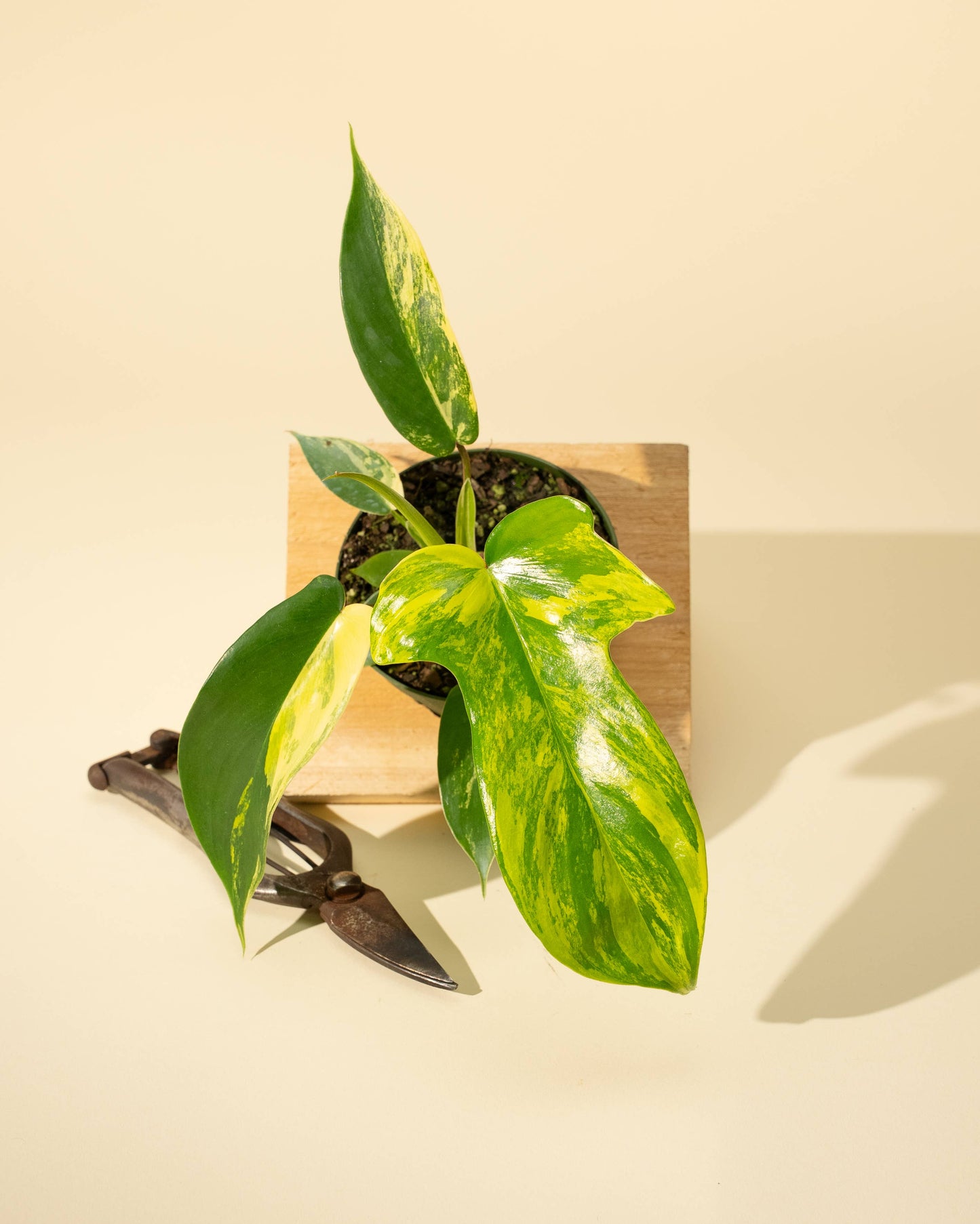 4" Philodendron Florida Beauty 'Sunrise' - Tampa Home & Garden Store