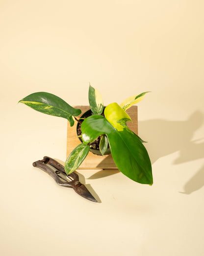 4" Philodendron Florida Beauty 'Sunrise' - Tampa Home & Garden Store