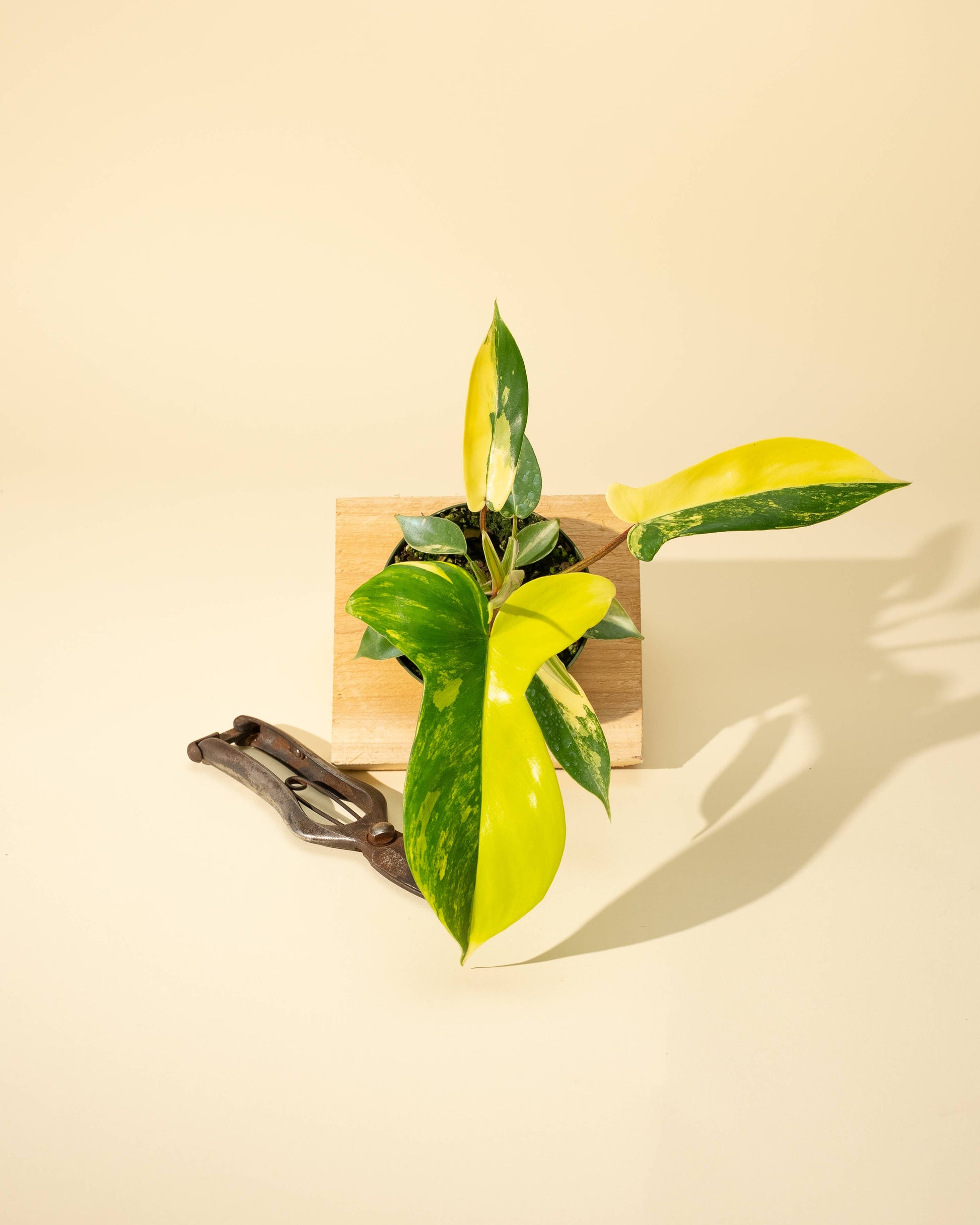 4" Philodendron Florida Beauty 'Sunrise' - Tampa Home & Garden Store