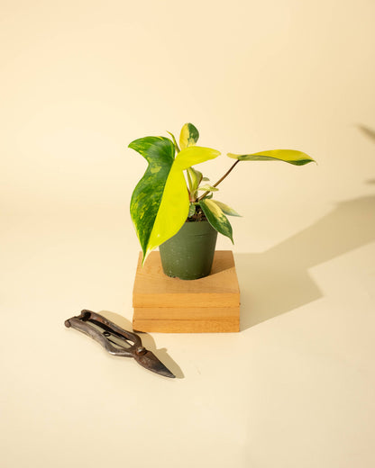 4" Philodendron Florida Beauty 'Sunrise' - Tampa Home & Garden Store