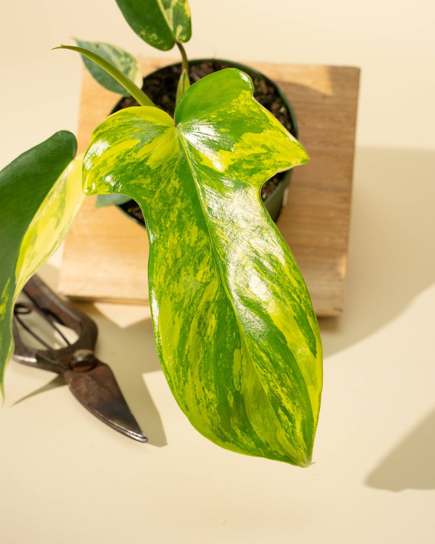 4" Philodendron Florida Beauty 'Sunrise' - Tampa Home & Garden Store