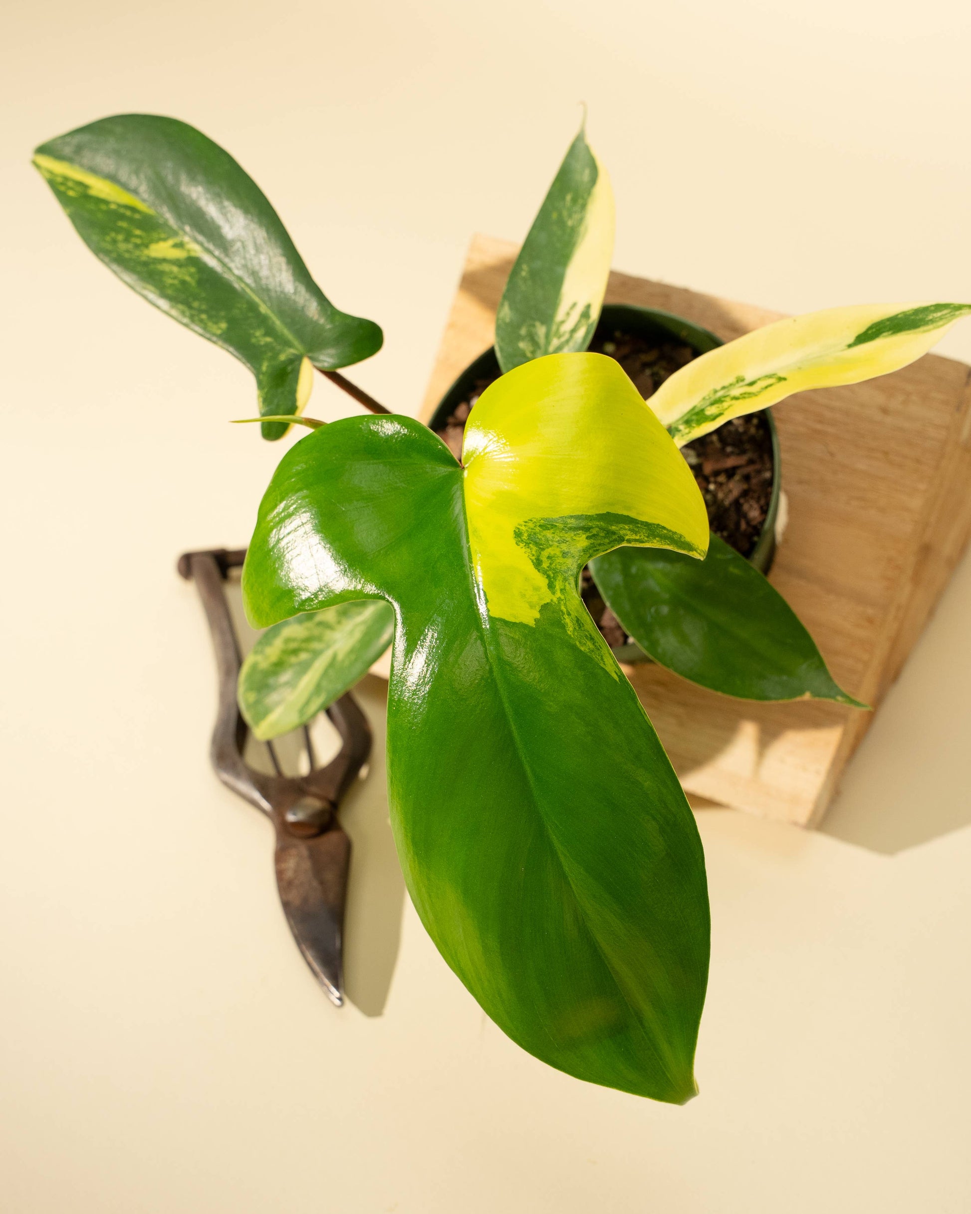 4" Philodendron Florida Beauty 'Sunrise' - Tampa Home & Garden Store