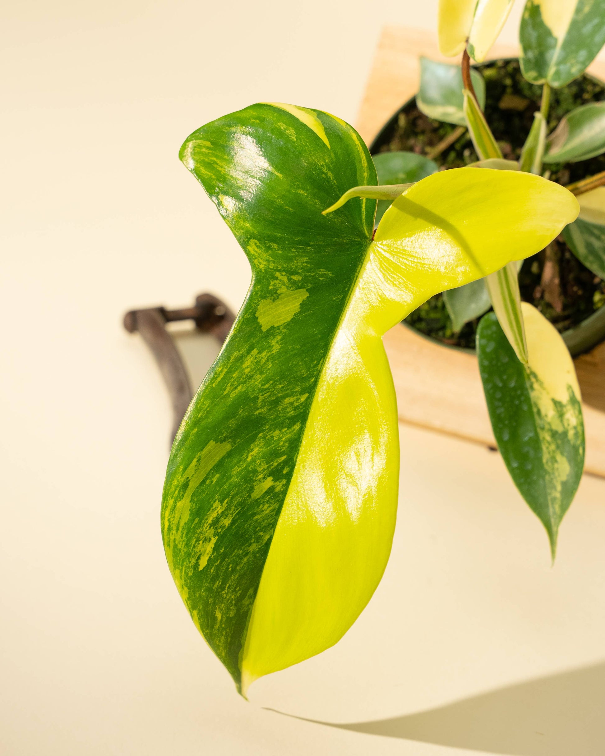 4" Philodendron Florida Beauty 'Sunrise' - Tampa Home & Garden Store