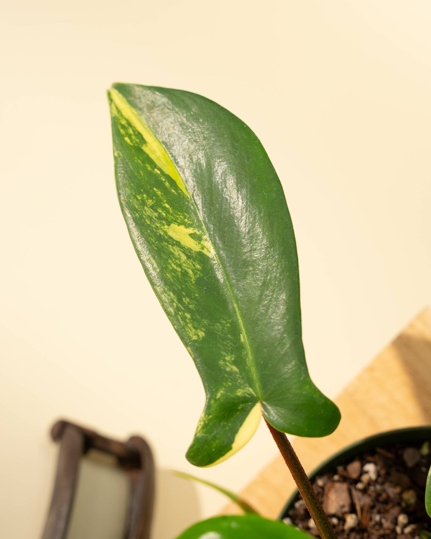 4" Philodendron Florida Beauty 'Sunrise' - Tampa Home & Garden Store