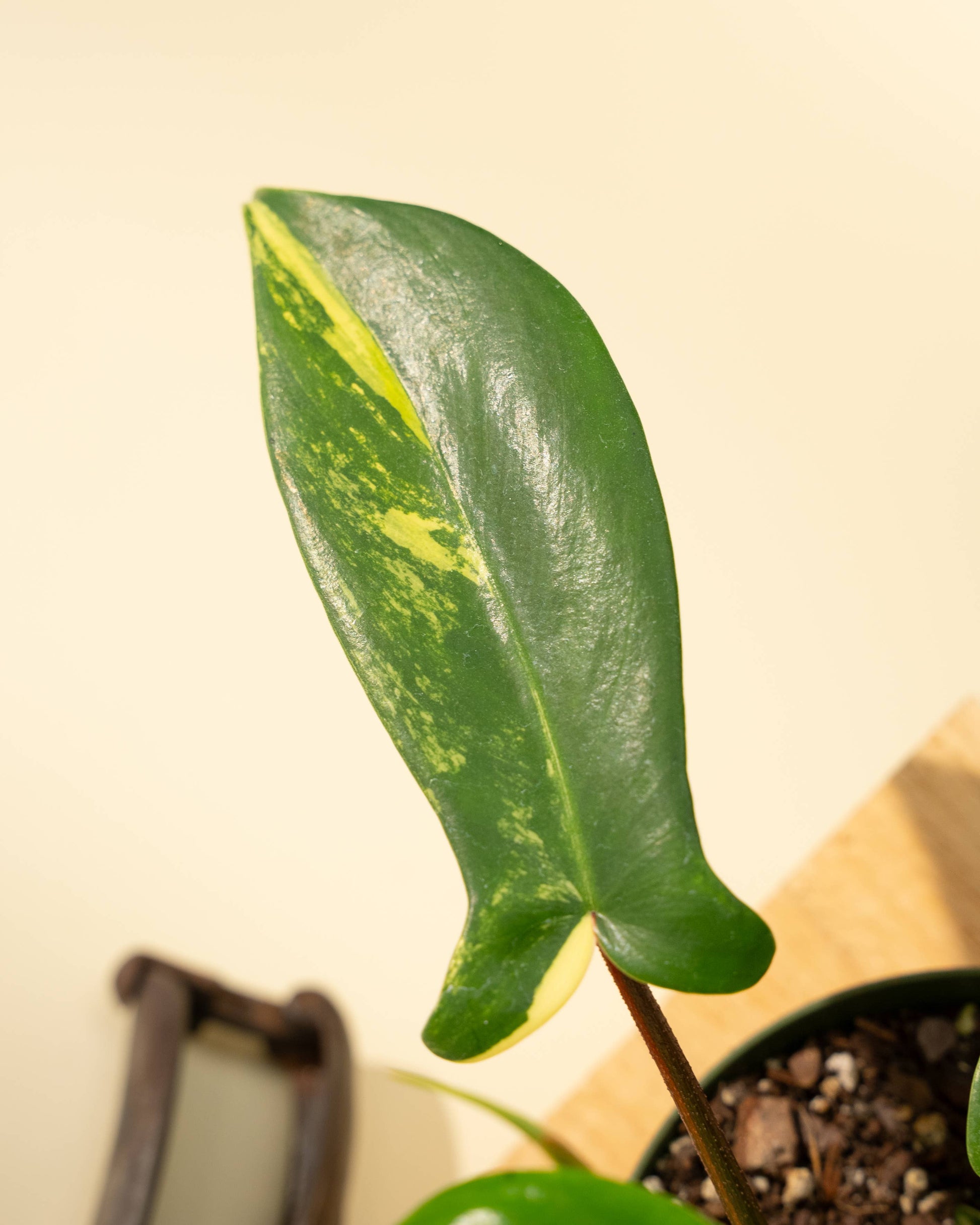 4" Philodendron Florida Beauty 'Sunrise' - Tampa Home & Garden Store