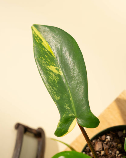 4" Philodendron Florida Beauty 'Sunrise' - Tampa Home & Garden Store