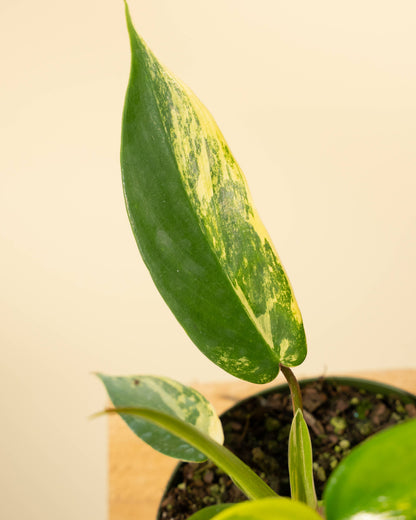 4" Philodendron Florida Beauty 'Sunrise' - Tampa Home & Garden Store