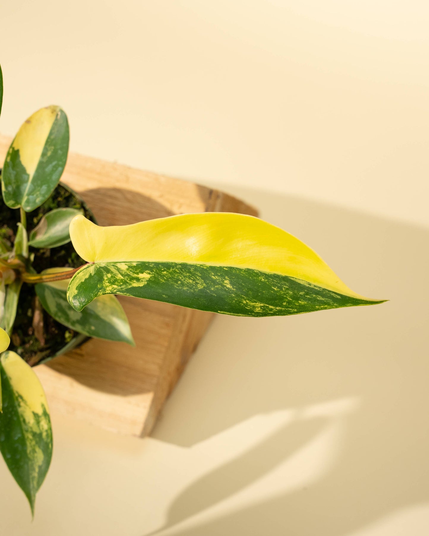 4" Philodendron Florida Beauty 'Sunrise' - Tampa Home & Garden Store