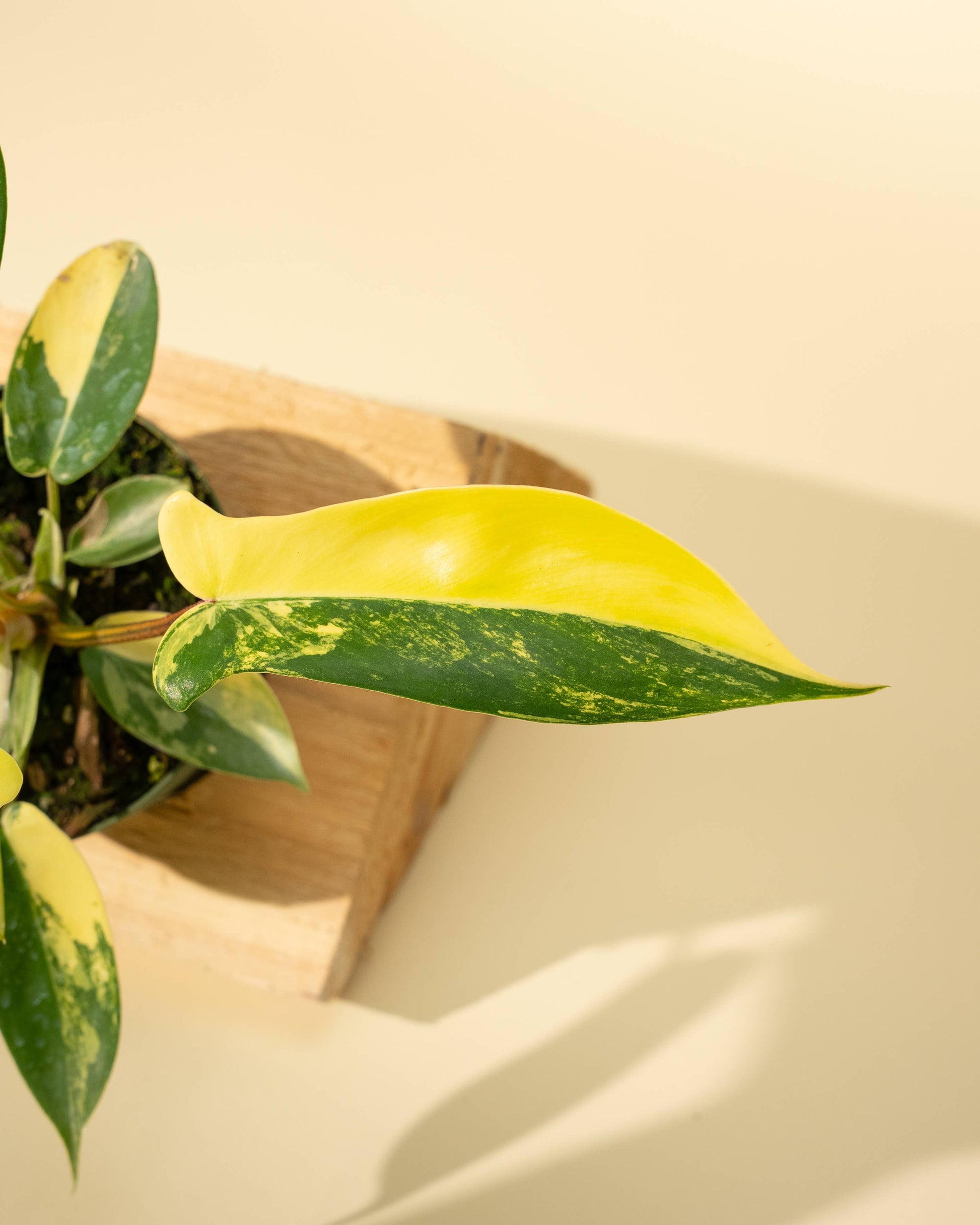 4" Philodendron Florida Beauty 'Sunrise' - Tampa Home & Garden Store