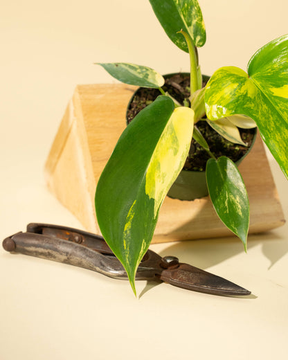 4" Philodendron Florida Beauty 'Sunrise' - Tampa Home & Garden Store