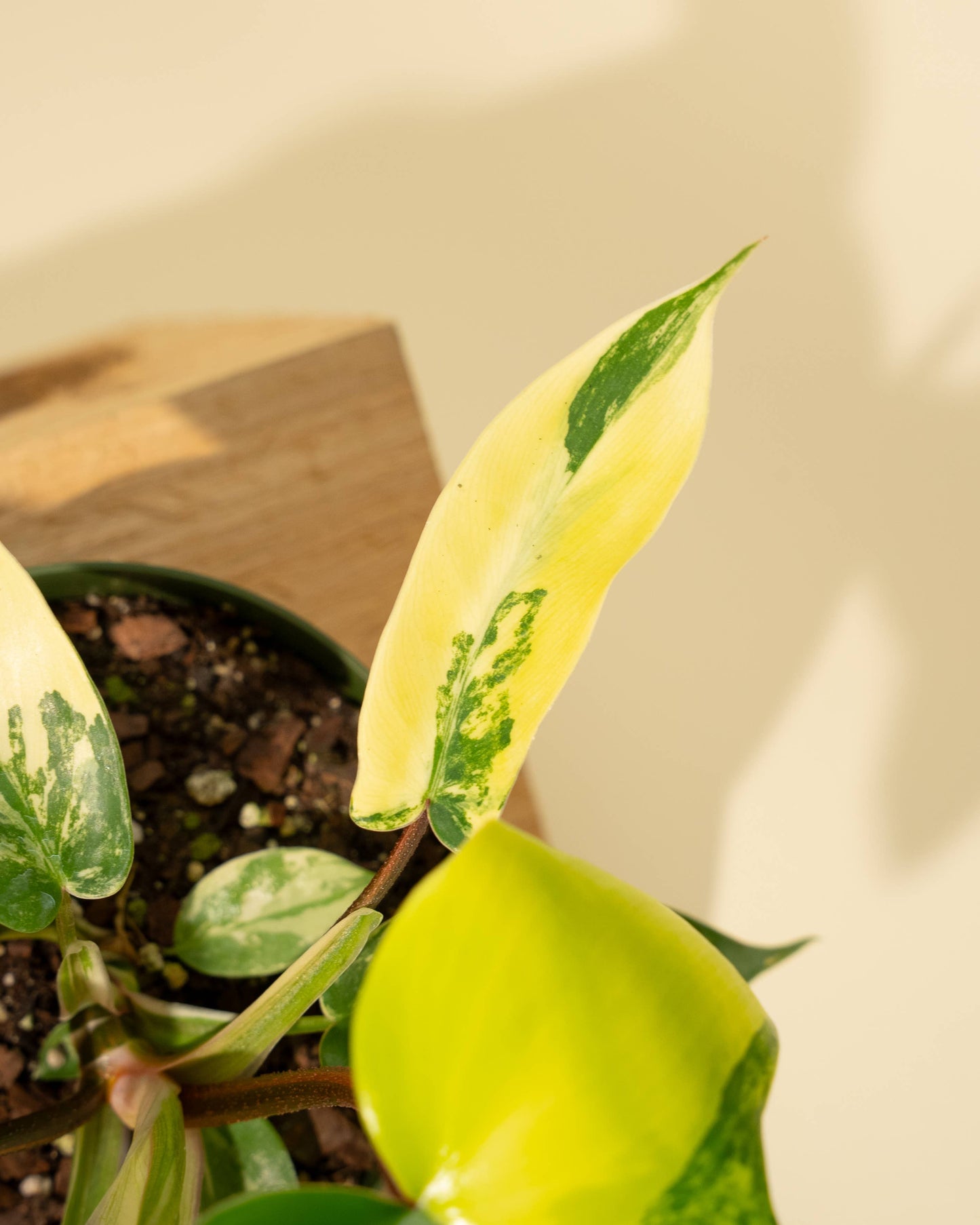 4" Philodendron Florida Beauty 'Sunrise' - Tampa Home & Garden Store