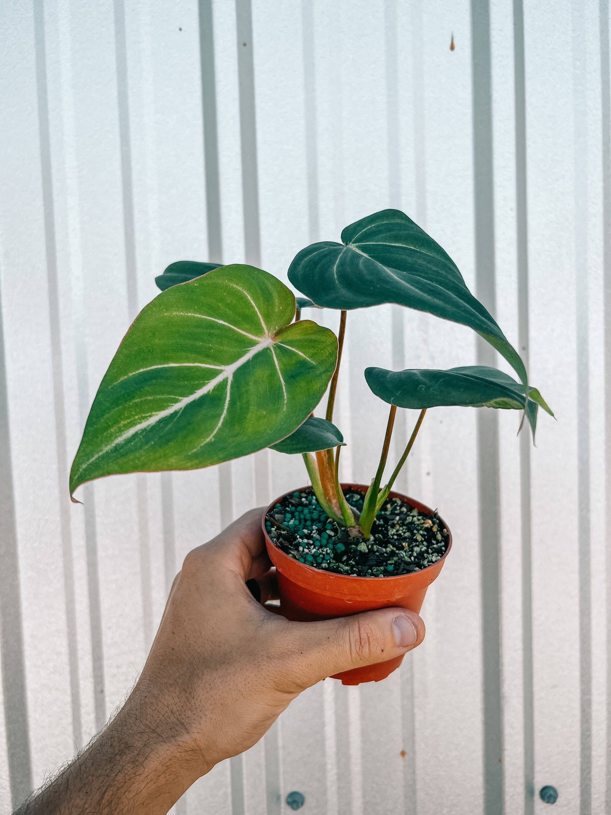 4" Philodendron 'Gloriosum' - Tampa Home & Garden Store