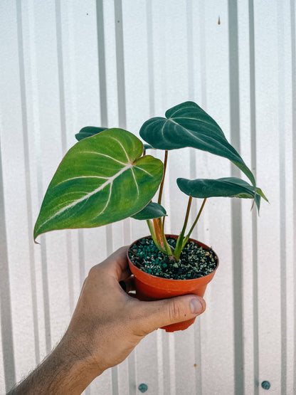 4" Philodendron 'Gloriosum' - Tampa Home & Garden Store