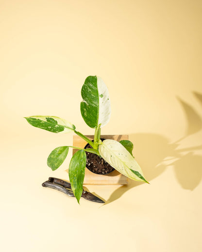 4" Philodendron 'Jose Buono Fiesta' - Tampa Home & Garden Store