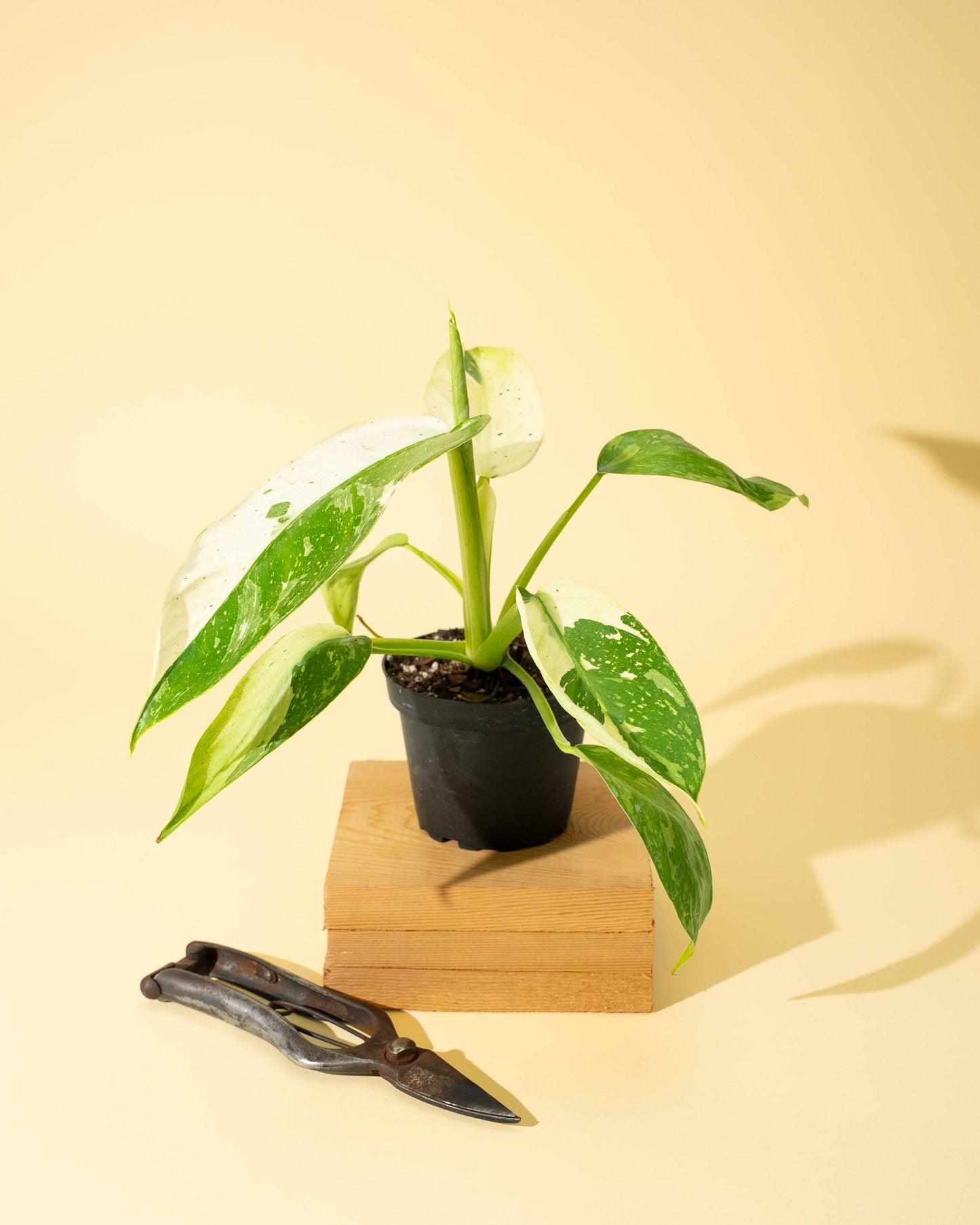 4" Philodendron 'Jose Buono Fiesta' - Tampa Home & Garden Store