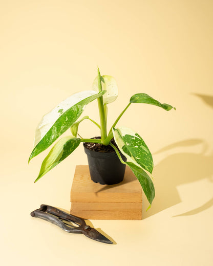 4" Philodendron 'Jose Buono Fiesta' - Tampa Home & Garden Store