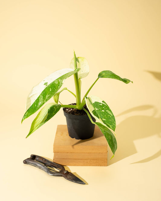 4" Philodendron 'Jose Buono Fiesta' - Tampa Home & Garden Store