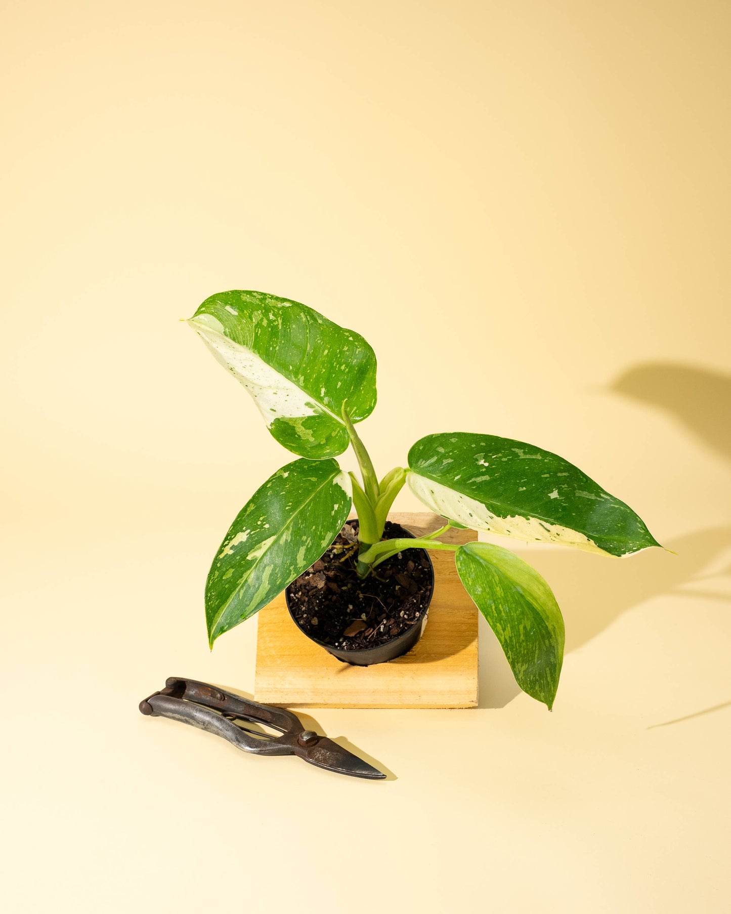 4" Philodendron 'Jose Buono Fiesta' - Tampa Home & Garden Store